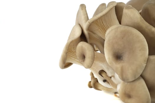 A detailed macro photo of fresh oyster mushrooms emphasizing their gills, textures, and natural form. Perfect for concepts in nature, culinary arts, vegan food, or environmental themes
