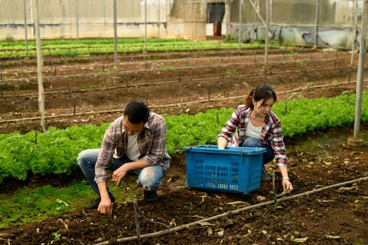 Two farmers working together in a greenhouse. Sustainable agriculture concept.