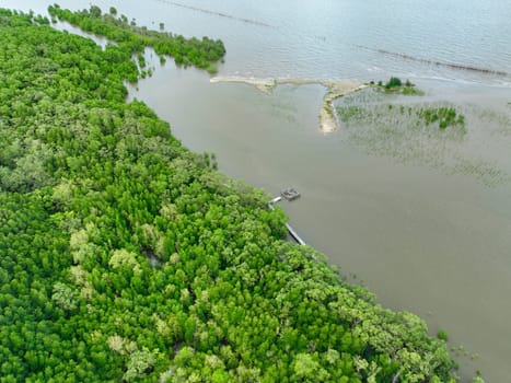 Aerial view green mangrove forest. Natural carbon sinks. Mangroves trees capture CO2. Blue carbon ecosystems. Mangroves absorb carbon dioxide emissions and mitigating global warming. Green ecosystem.