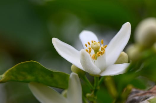 A white citrus blossom unfolds amidst green foliage, its bright yellow stamens creating a stunning contrast. Morning dew glistens, capturing the essence of spring's renewal and vitality.