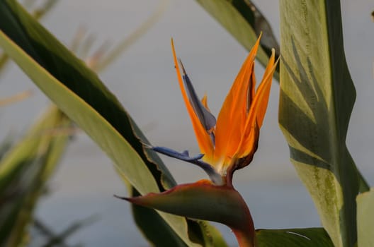 In a tranquil setting, a striking orange and blue tropical flower rises from lush green leaves, creating a vivid contrast against a softly blurred background and gentle sunlight.