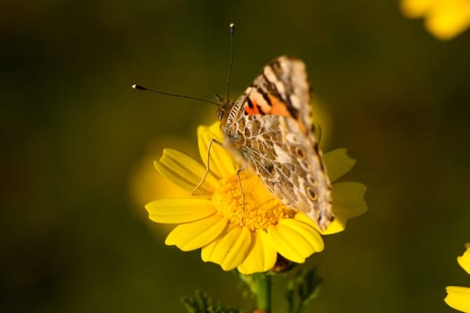 A graceful butterfly with intricate patterns lands gently on a bright yellow flower, basking in the warm sunlight, surrounded by lush greenery. Nature thrives in harmony.