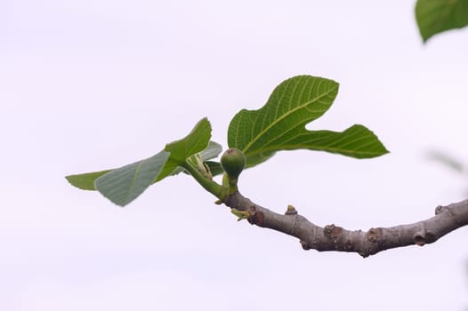 Fig leaves emerge vibrantly on a branch, showcasing their lush green texture against a serene backdrop. Early spring hints at the promise of ripe fruit soon to follow.