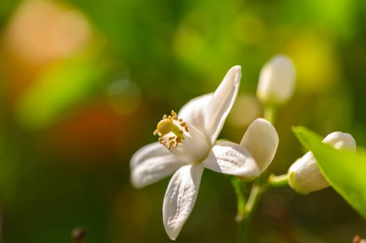 A delicate white flower reveals its intricate petals, surrounded by lush green leaves, under the warm sun of a spring day, showcasing nature's beauty in full bloom.