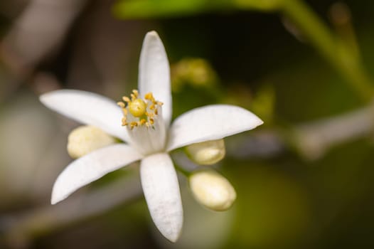 Delicate white petals unfold with elegance, revealing a cluster of golden stamens. The soft background blurs, highlighting the intricate details of nature's design in a tranquil garden.