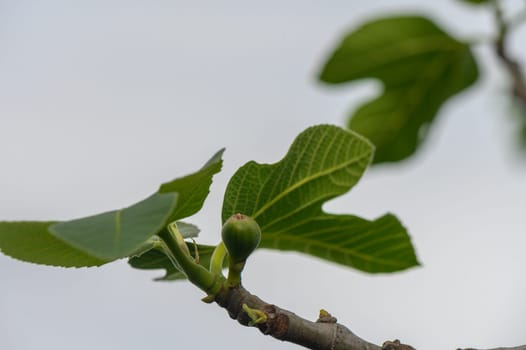 Lush green leaves adorn a fig tree branch, showcasing a budding fig fruit under a soft, cloud-streaked sky. Nature's tranquility envelops the vibrant scene, capturing growth and life.