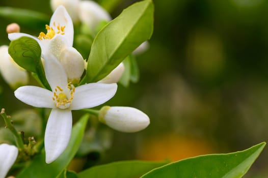 Delicate white citrus flowers adorn lush green leaves in a sunlit garden, epitomizing the beauty of spring. Soft petals invite pollinators while nature comes alive around them.