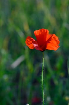 A solitary red poppy stands tall against a backdrop of lush green grass, capturing the warm sunlight. This beautiful flower symbolizes renewal and the joy of nature in early spring.