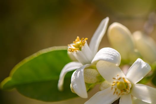 Fresh white blossoms unfurl in a sunny garden, surrounded by lush green leaves. The warm sunlight enhances their delicate beauty, inviting appreciation of spring's arrival.