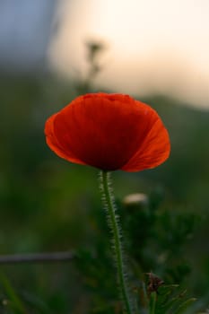 In a peaceful meadow, a solitary red poppy captures attention with its striking petals, gently swaying in a light breeze under a warm, glowing sky at dusk.