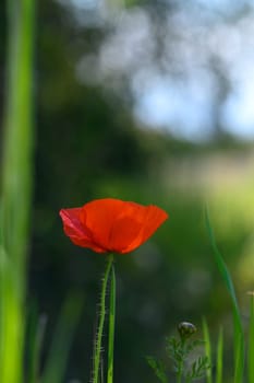 A bright red poppy stands tall amidst verdant grass, illuminated by the soft light of a sunny afternoon. The delicate petals dance lightly in the gentle breeze, showcasing nature beauty.