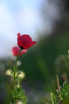 A striking red flower sways gently in a light breeze, surrounded by fresh green foliage. The morning sunlight creates a soft glow, enhancing its beauty in a tranquil setting.