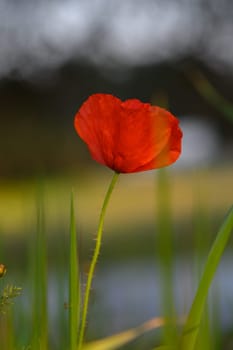 A striking red poppy blooms tall amidst lush green grass, capturing the warm hues of sunset. Its delicate petals shimmer slightly as they catch the light, creating a serene atmosphere.