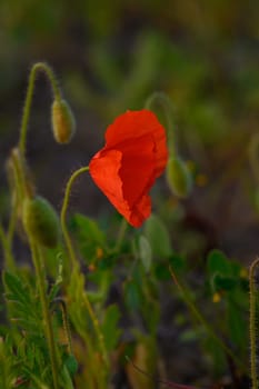 A stunning red poppy stands alone among lush green leaves in a serene meadow, illuminated by the soft light of the golden hour, creating a peaceful spring atmosphere.