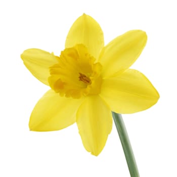 A single yellow Daffodil Lent Lily Narcissus