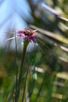 A vibrant wildflower stands tall among lush green grass, illuminated by warm sunlight. The delicate petals create a stunning contrast against the vibrant backdrop of nature.