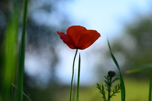 A single red poppy blooms gracefully in a lush green meadow as sunlight casts a warm glow. Nature embraces tranquility, inviting peaceful contemplation amidst the grass.