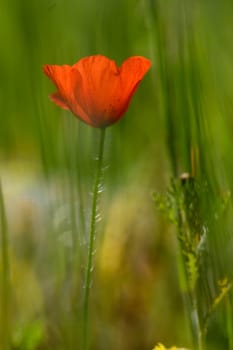 A vibrant red poppy stands alone, its delicate petals contrasting against verdant green grass. Golden sunlight filters softly, enriching the serene atmosphere of the meadow.