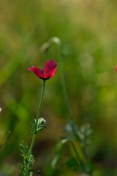 A striking red wildflower emerges gracefully from the vibrant green grass, basking in the golden sun of a serene spring afternoon, creating a perfect moment in nature.