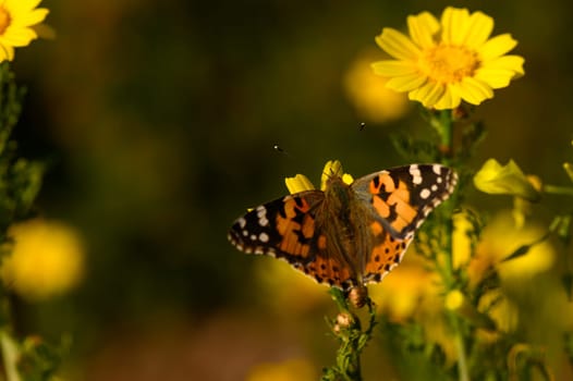 A stunning butterfly with orange and black patterns dances from flower to flower, while lush yellow blooms bask in the warm sunlight, creating a joyful garden atmosphere.