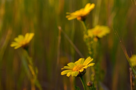 In a lush, green field, bright yellow flowers stand tall, soaking up the gentle sunlight of a spring afternoon, creating a serene moment in nature's beauty.