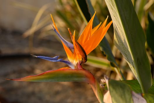 Vibrant bird of paradise flower displays its striking orange and blue petals while nestled among lush green foliage. The sunlight enhances the colors, creating an inviting atmosphere.