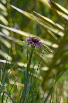 A stunning purple wildflower towers gracefully among vibrant green blades of grass. Sunlight filters through nearby foliage, creating a serene atmosphere. Nature's beauty flourishes.