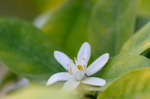 A stunning white flower captures attention with its intricate petals and yellow stamens, nestled among rich green foliage. This delightful bloom symbolizes renewal and beauty in the garden.