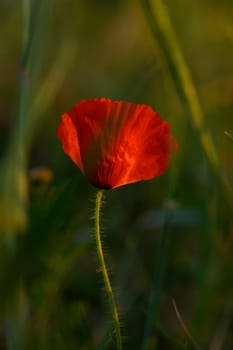 A lone poppy flower showcases its brilliant red petals against a backdrop of lush green grass during the calming hues of sunset in a tranquil meadow.