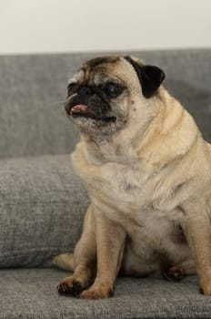 A charming pug sits comfortably on a soft gray sofa, showcasing its adorable features. The warm atmosphere reflects a peaceful moment in a cozy home, inviting companionship and joy.