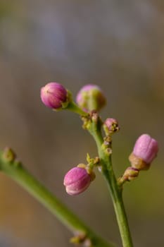 Soft pink flower buds gently sprout from slender green stems, creating an atmosphere of serenity and anticipation in a lush garden during the vibrant days of early spring.