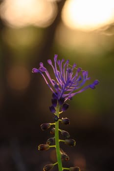 A graceful purple wildflower stands tall amidst soft golden hues of sunset, with gentle light filtering through the trees in a tranquil forest. Nature's artistry is vividly displayed here.