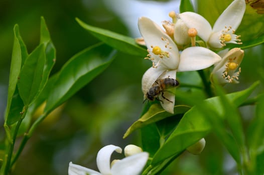 Vibrant green leaves surround a cluster of white flowers, where honeybees busy themselves collecting nectar on a sunny day, showcasing nature's beauty and harmony.
