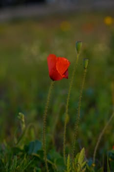A solitary red poppy stands tall amidst a lush green meadow, illuminated by the warm light of twilight. Nearby buds hint at the beauty yet to bloom.