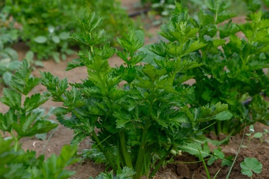 In a vibrant garden, fresh celery plants stand tall, their crisp green leaves glistening in the sunlight. The rich soil nurtures their growth, promising a bountiful harvest.
