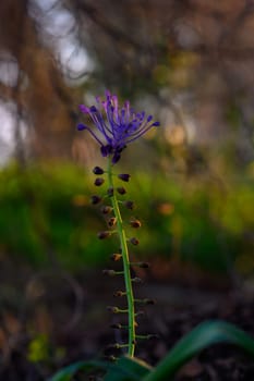 A striking purple flower rises gracefully from a slender stem, surrounded by lush greenery and illuminated by soft, golden sunlight. Nature beauty captured during a peaceful afternoon.