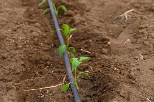 Bright green seedlings reach for the sun, carefully spaced in rich brown soil, thriving with the help of a black irrigation line in an expansive agricultural setting.