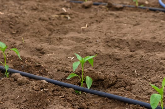 In a vibrant garden, freshly planted pepper seedlings emerge from dark, nutrient-rich soil, basking in the sunlight while a drip irrigation line supports their growth.