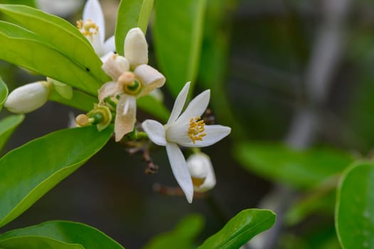 Vibrant white flowers bloom amidst rich green foliage, capturing the essence of spring in a tranquil garden. The scene radiates a sense of peace and renewal, inviting admiration.