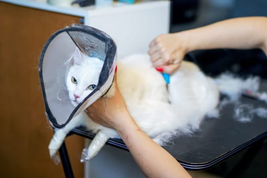 A fluffy white cat wearing a cone on its head is currently being groomed carefully by its owner, ensuring it looks its very best