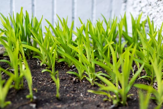 A variety of green plants are actively growing out of the soil and thriving as they emerge from the ground