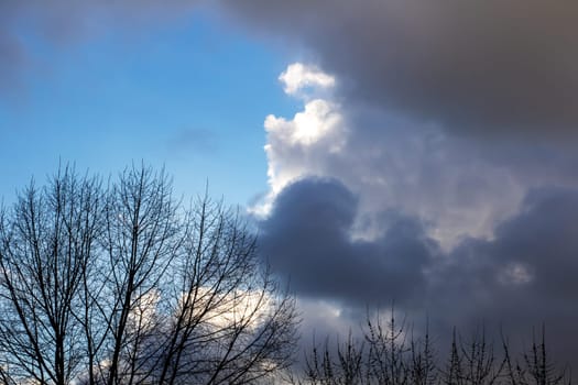 A cloudy sky with a solitary tree standing prominently in the foreground, observing the atmospheric phenomenon of the day