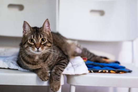 A domestic cat is comfortably laying on a table while attentively gazing at the camera, creating a delightful scene