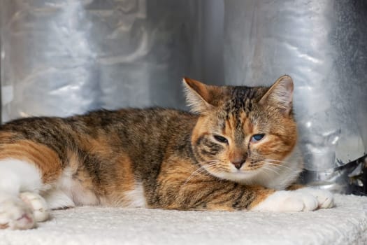A beautiful calico cat is comfortably laying down on a soft, fluffy white blanket that adds an extra layer of coziness around her