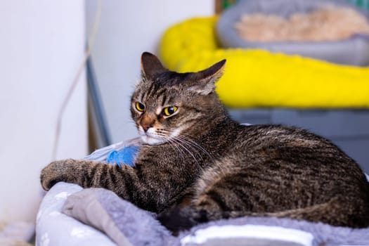 A playful cat is comfortably laying on a soft blanket while curiously looking directly at the camera with its big, bright eyes