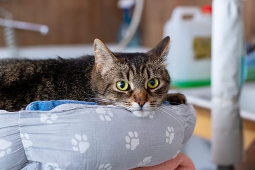 A playful cat is comfortably laying in a cozy dog bed, curiously looking directly at the camera with its big, bright eyes