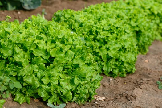 Vibrant lettuce plants bask in the sunlight, growing close together in rich, fertile soil. The garden reflects the beauty of nature and the joy of cultivating fresh produce.
