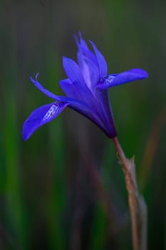A striking purple wildflower blooms gracefully in a quiet meadow, illuminated by the soft light of dusk. Its delicate petals unfold, creating a tranquil atmosphere amid the whispering grass.