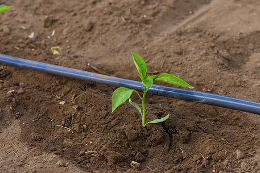A vibrant pepper sapling emerges from the rich earth, nurtured by a blue irrigation line. Surrounding soil is still fresh, illuminated by afternoon sunlight, showcasing the beauty of growth.