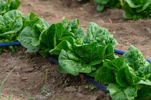Lush, green romaine lettuce plants grow abundantly in neat rows on a sunny farm. The early morning light enhances their vibrant color, signaling a healthy crop ready for harvesting.